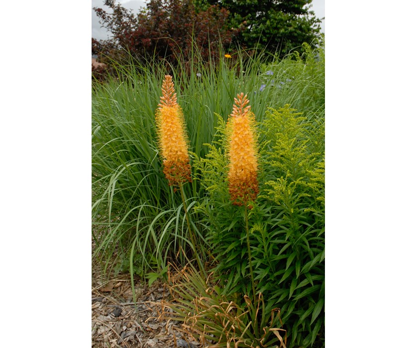 Orange Foxtail Lily